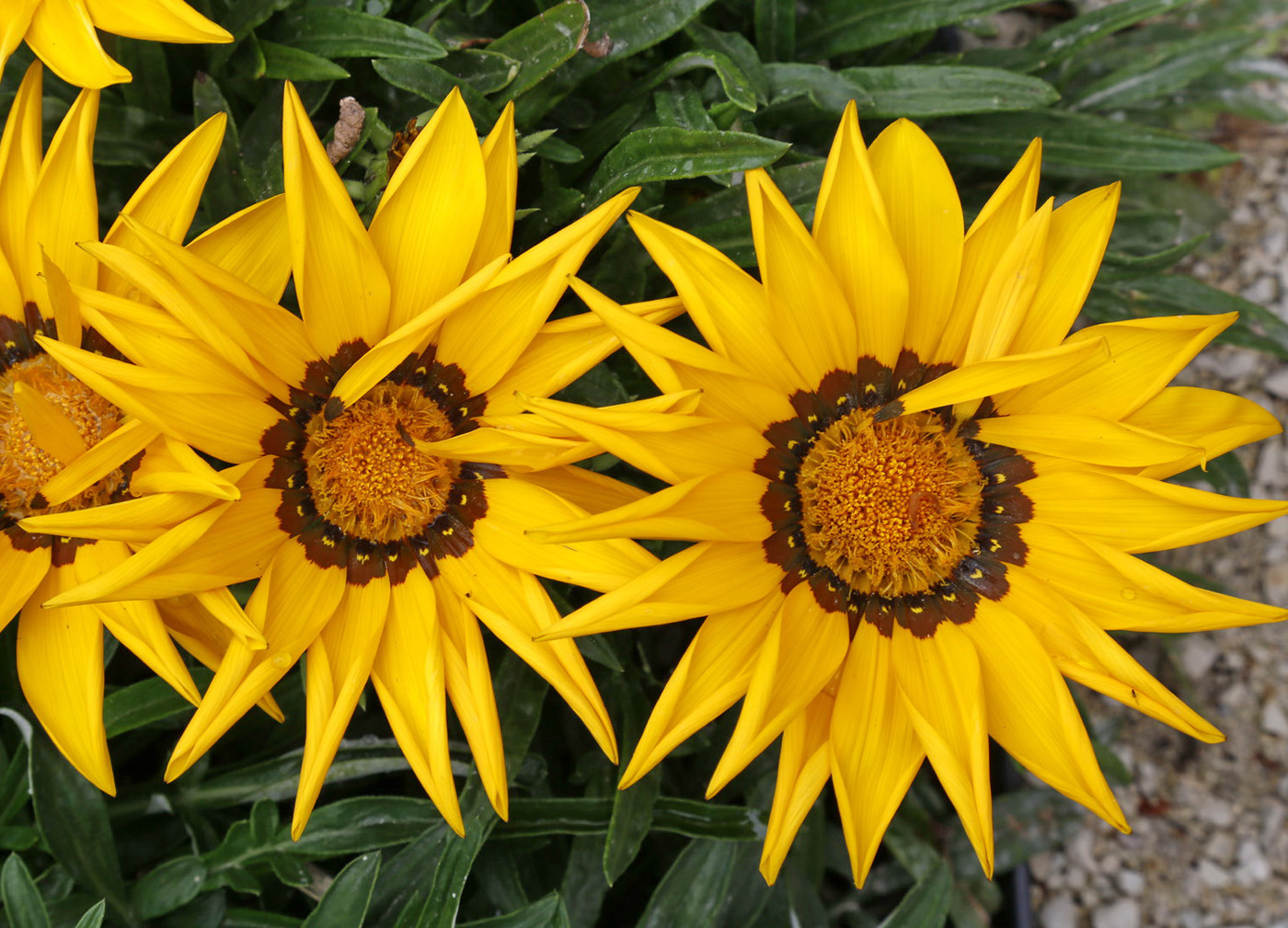 Image of genus Gazania specimen.