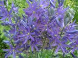 Camassia leichtlinii. Соцветия. Тверская обл., г. Тверь, Заволжский р-н, клумба возле многоэтажки. 26 мая 2019 г.