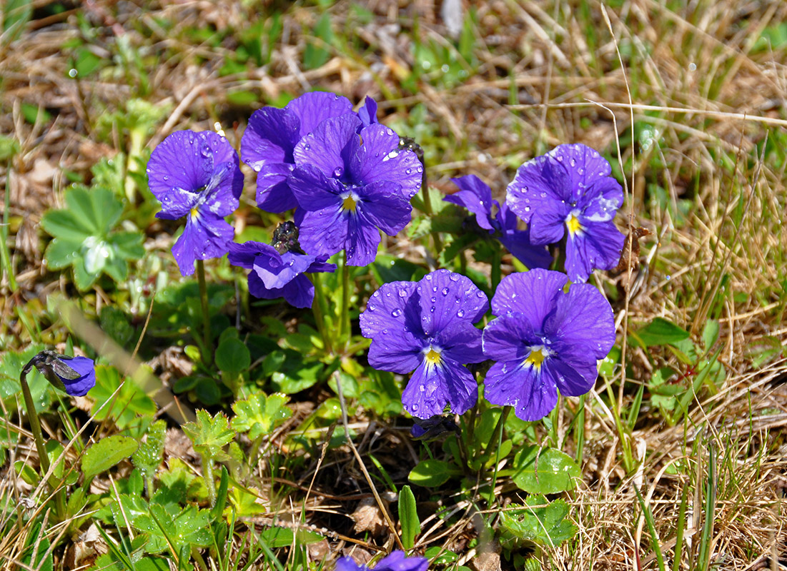 Изображение особи Viola altaica.