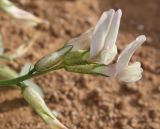 Astragalus permiensis