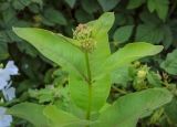 Asclepias syriaca