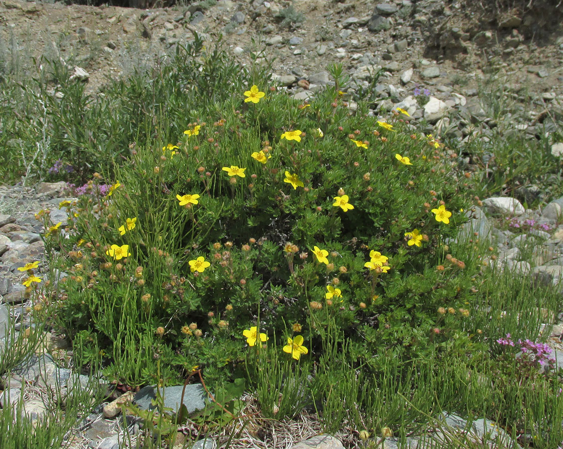 Image of Dasiphora fruticosa specimen.