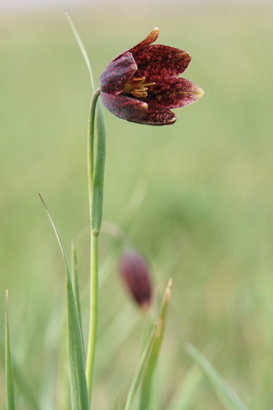 Image of Fritillaria meleagroides specimen.