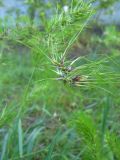 Poa bulbosa ssp. vivipara