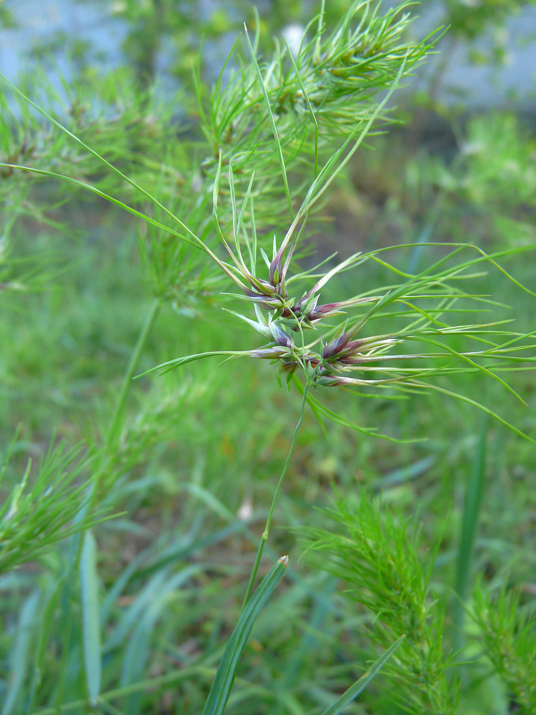 Image of Poa bulbosa ssp. vivipara specimen.