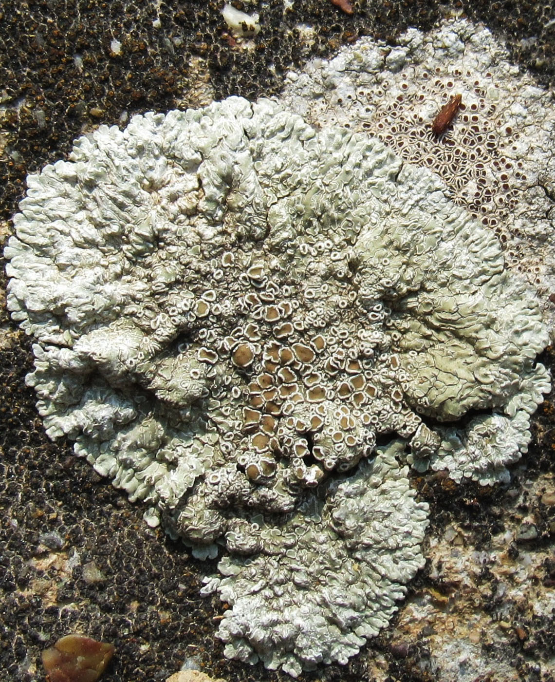 Изображение особи Lecanora muralis.