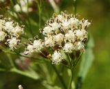 Pojarkovia pojarkovae. Часть соцветия. Карачаево-Черкесия, Карачаевский р-н, окр. пос. Домбай, ущелье р. Аманауз, луг на каменистом склоне. 28.08.2019.