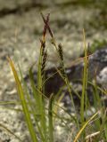 Carex bigelowii