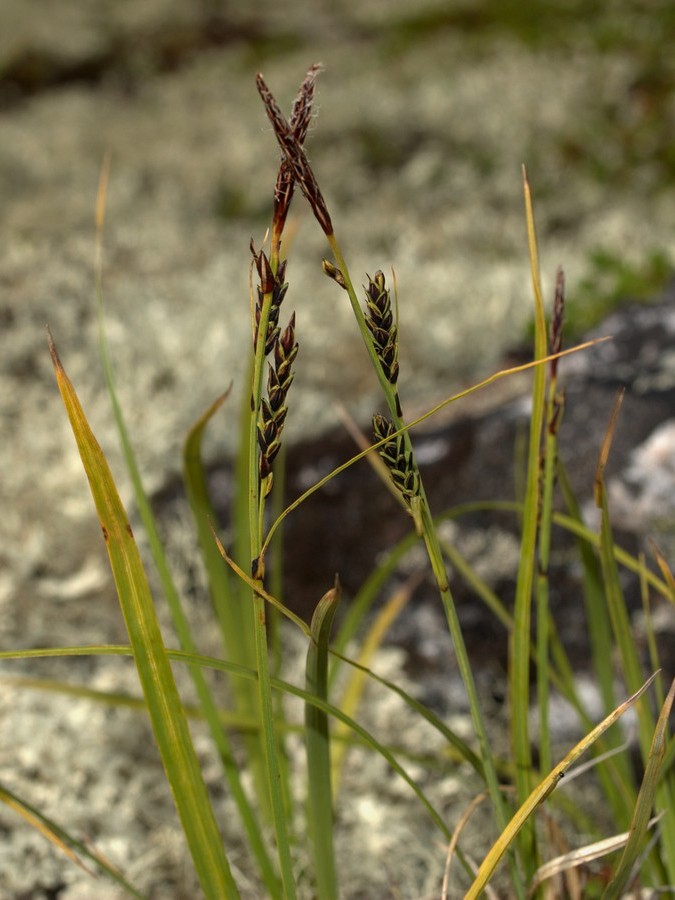 Изображение особи Carex bigelowii.