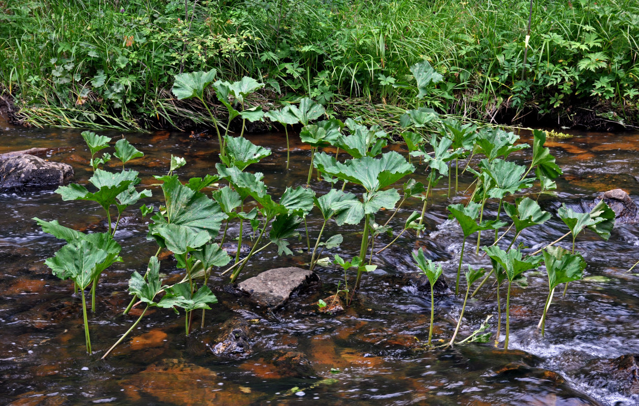 Image of Petasites radiatus specimen.