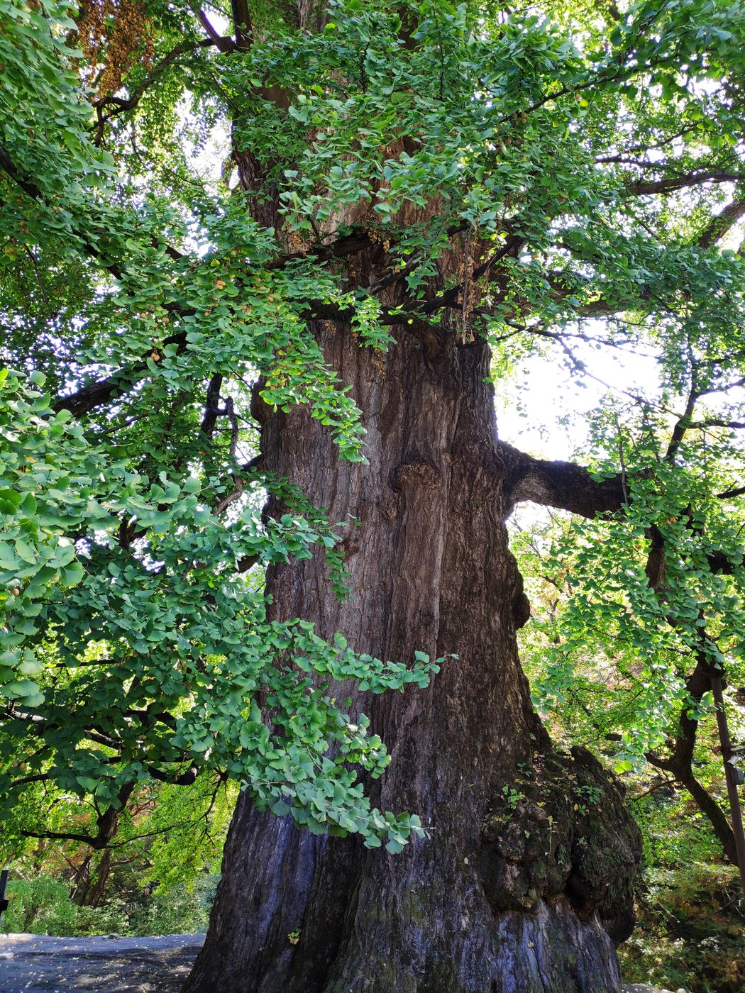 Изображение особи Ginkgo biloba.