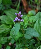 Prunella vulgaris. Верхушка цветущего растения. Сербия, национальный парк Тара, плоскогорье Равна Тара, опушка смешанного леса. 08.07.2019.