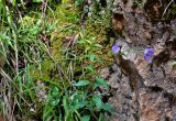 Campanula persicifolia