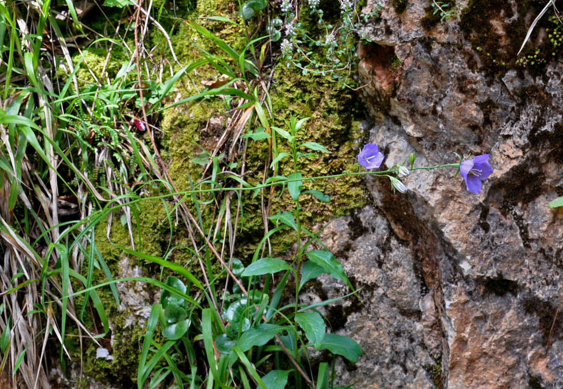 Image of Campanula persicifolia specimen.