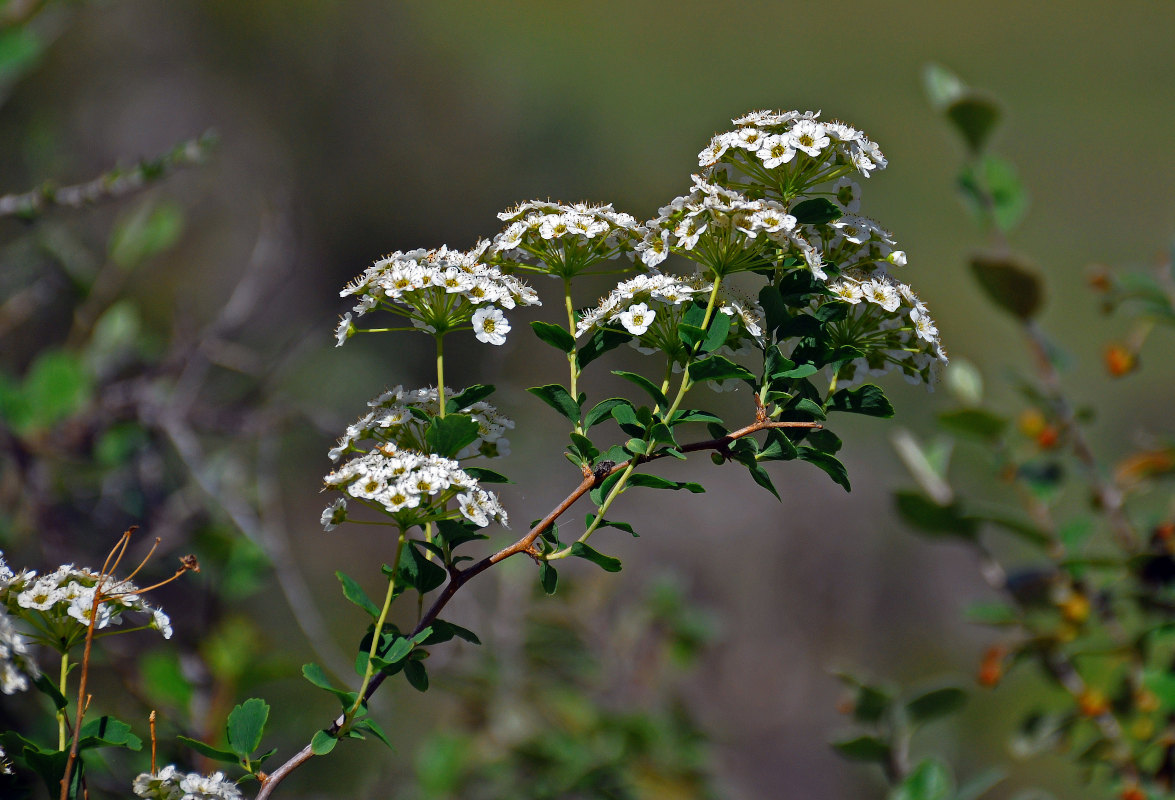 Изображение особи Spiraea trilobata.