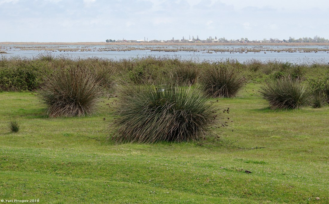 Image of Juncus acutus specimen.