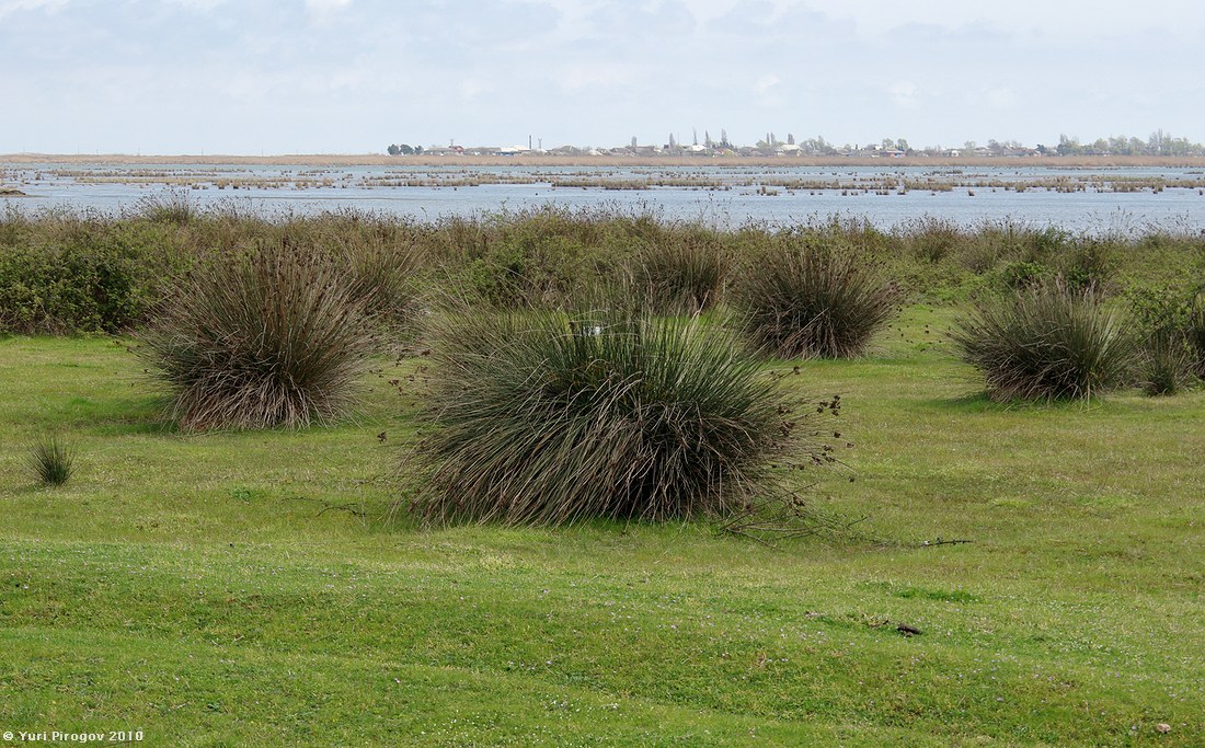 Image of Juncus acutus specimen.