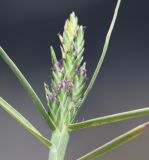 Distichlis spicata