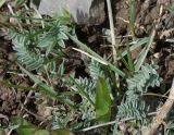 genus Oxytropis. Листья. Кыргызстан, Чуйская обл., Панфиловский р-н, южные окр. перевала Тоо-Ашуу. 24.05.2019.