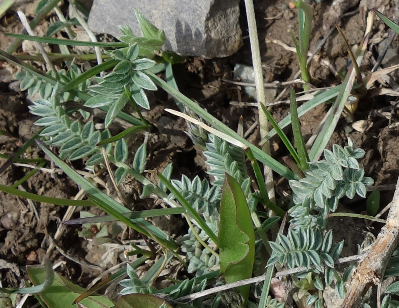 Image of genus Oxytropis specimen.