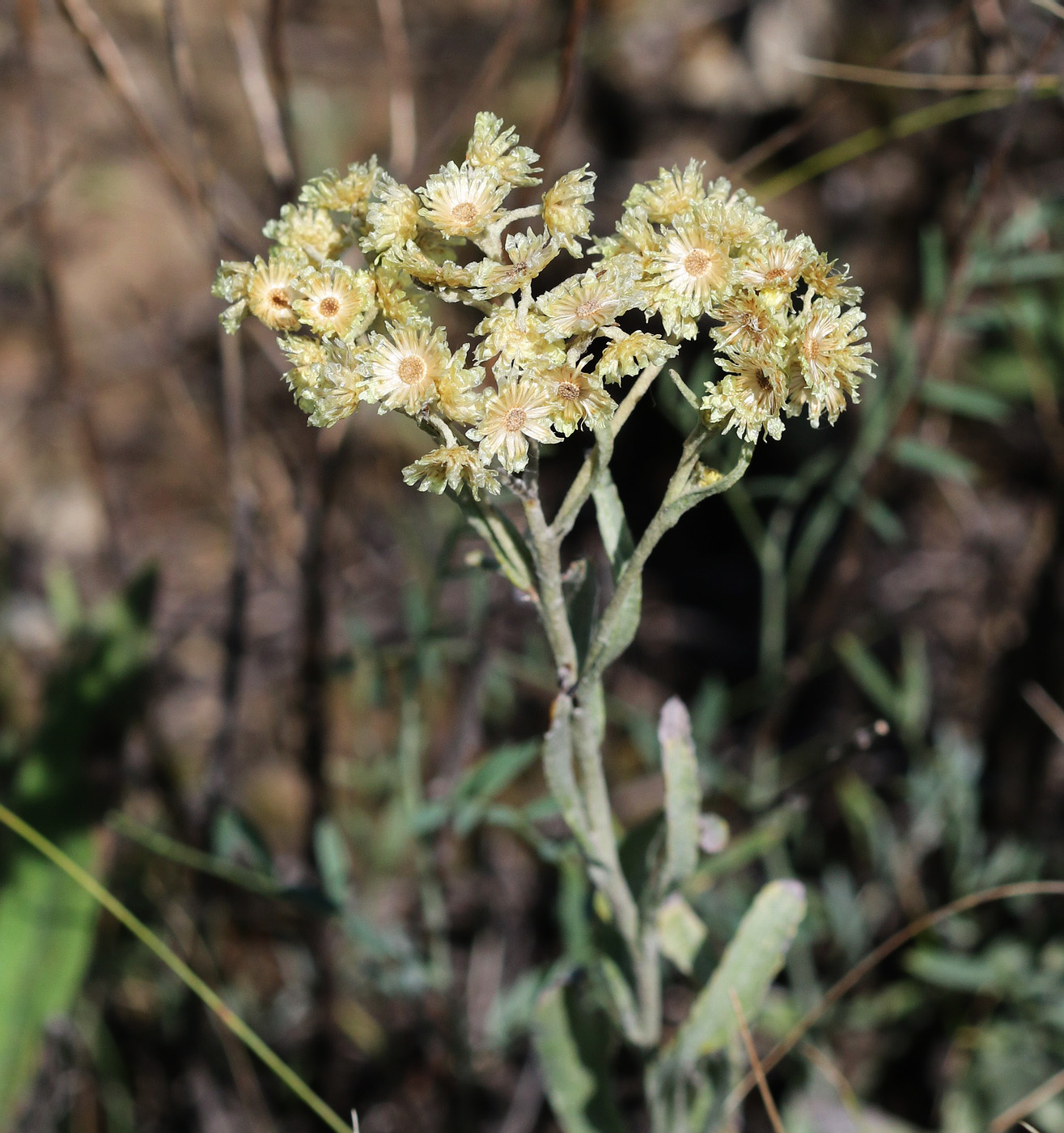 Image of Helichrysum arenarium specimen.