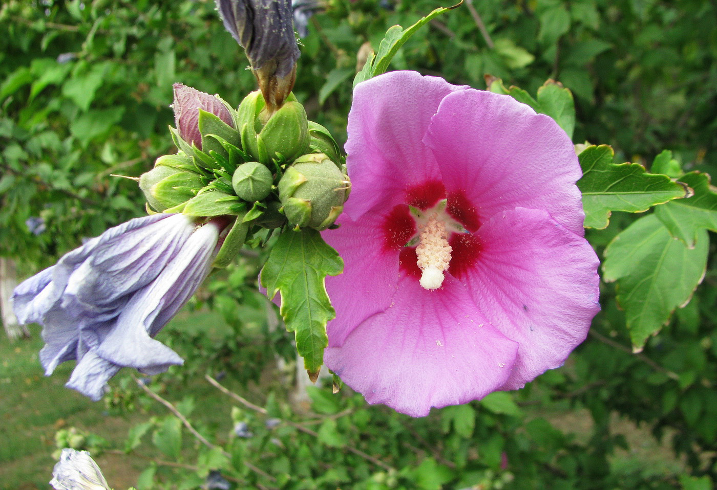 Image of Hibiscus syriacus specimen.