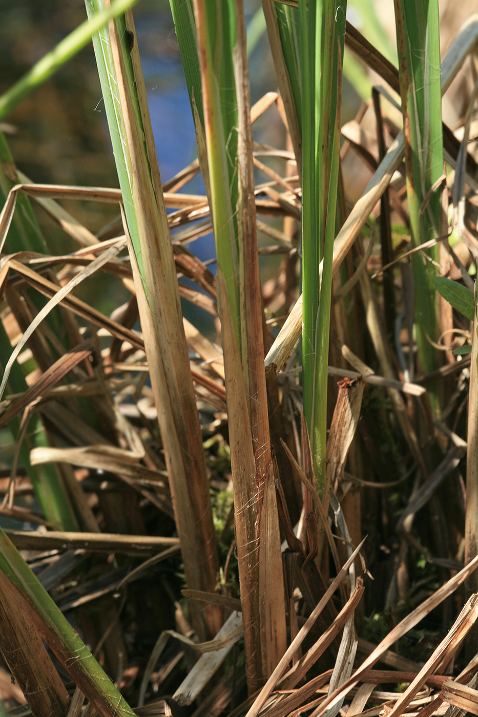 Изображение особи Carex omskiana.