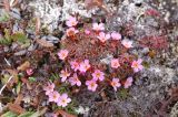 Douglasia ochotensis