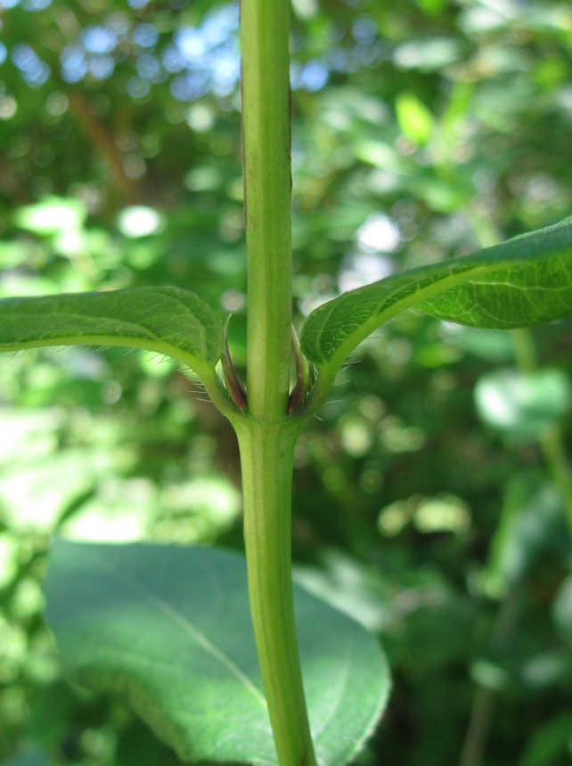 Изображение особи Lonicera fragrantissima.