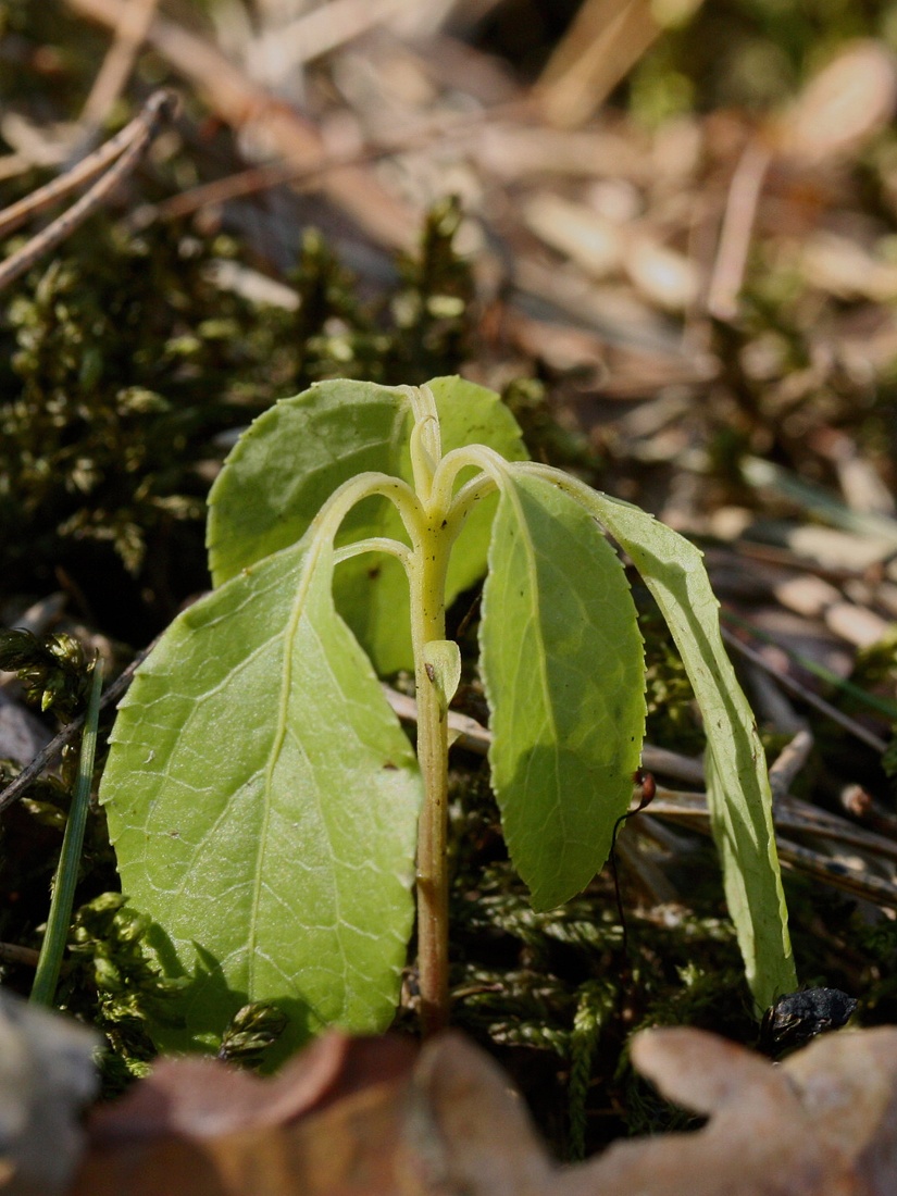 Image of Orthilia secunda specimen.