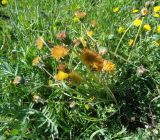 Taraxacum officinale