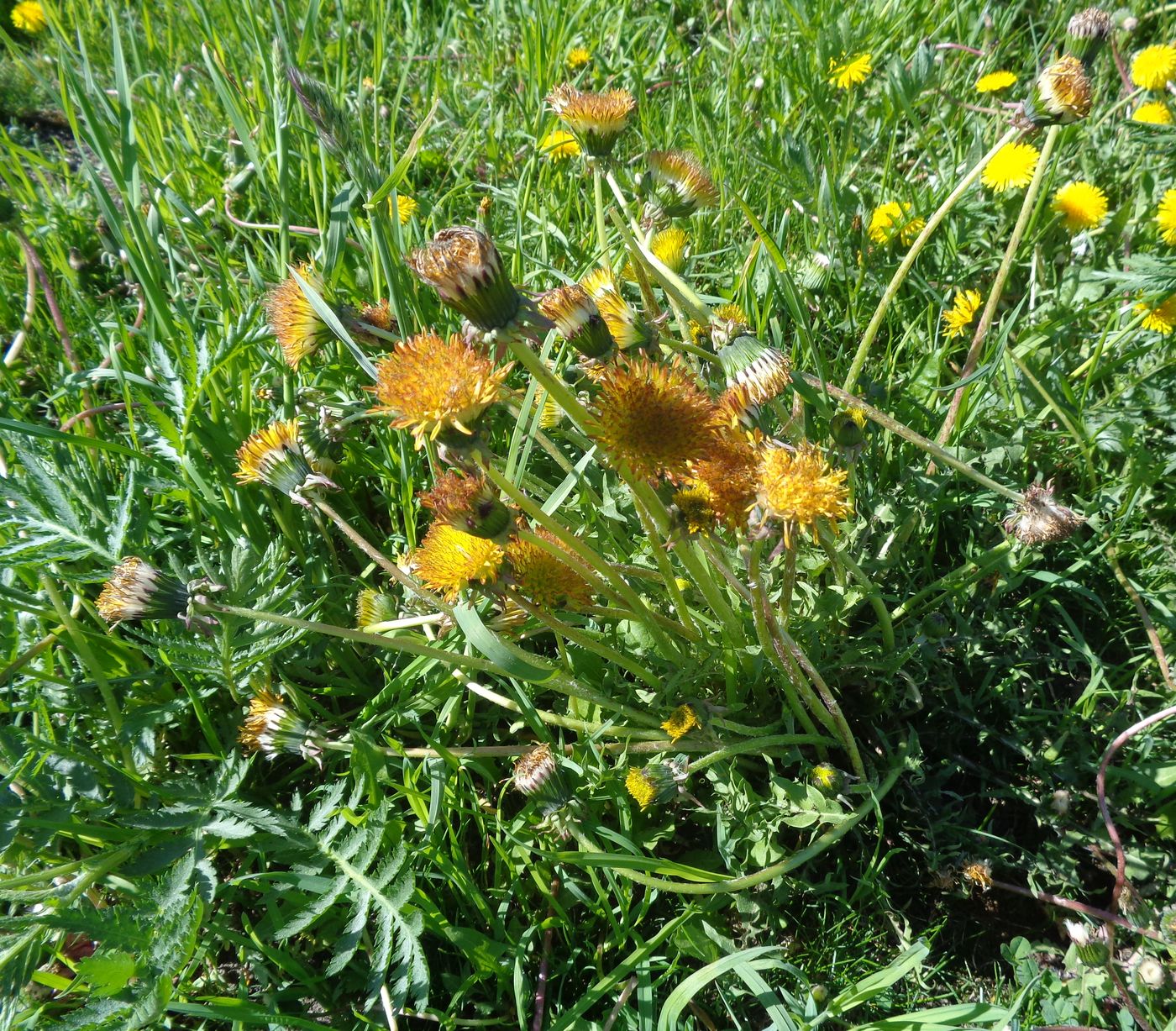 Изображение особи Taraxacum officinale.