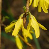 род Forsythia
