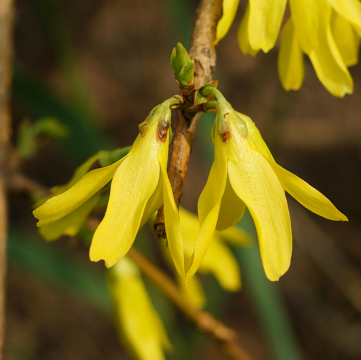 Изображение особи род Forsythia.