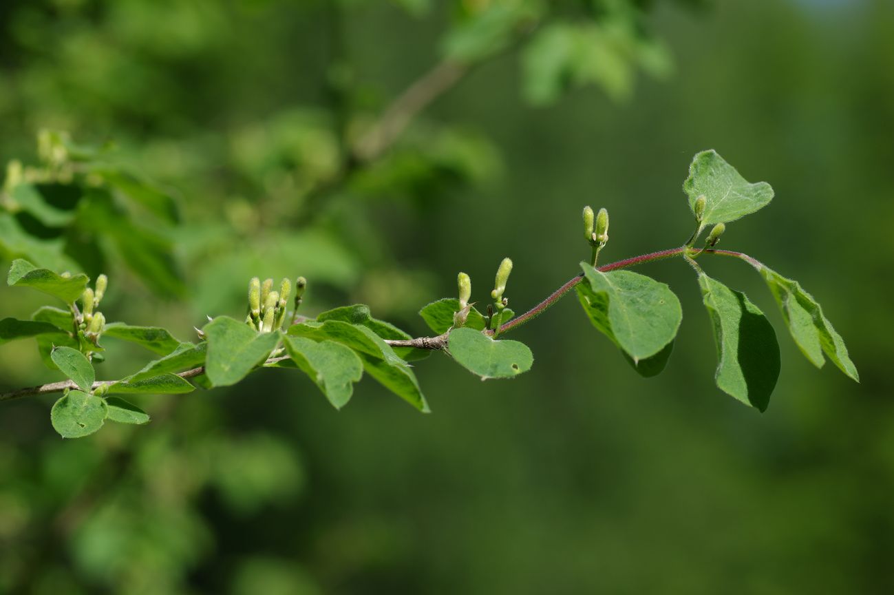 Изображение особи Lonicera xylosteum.