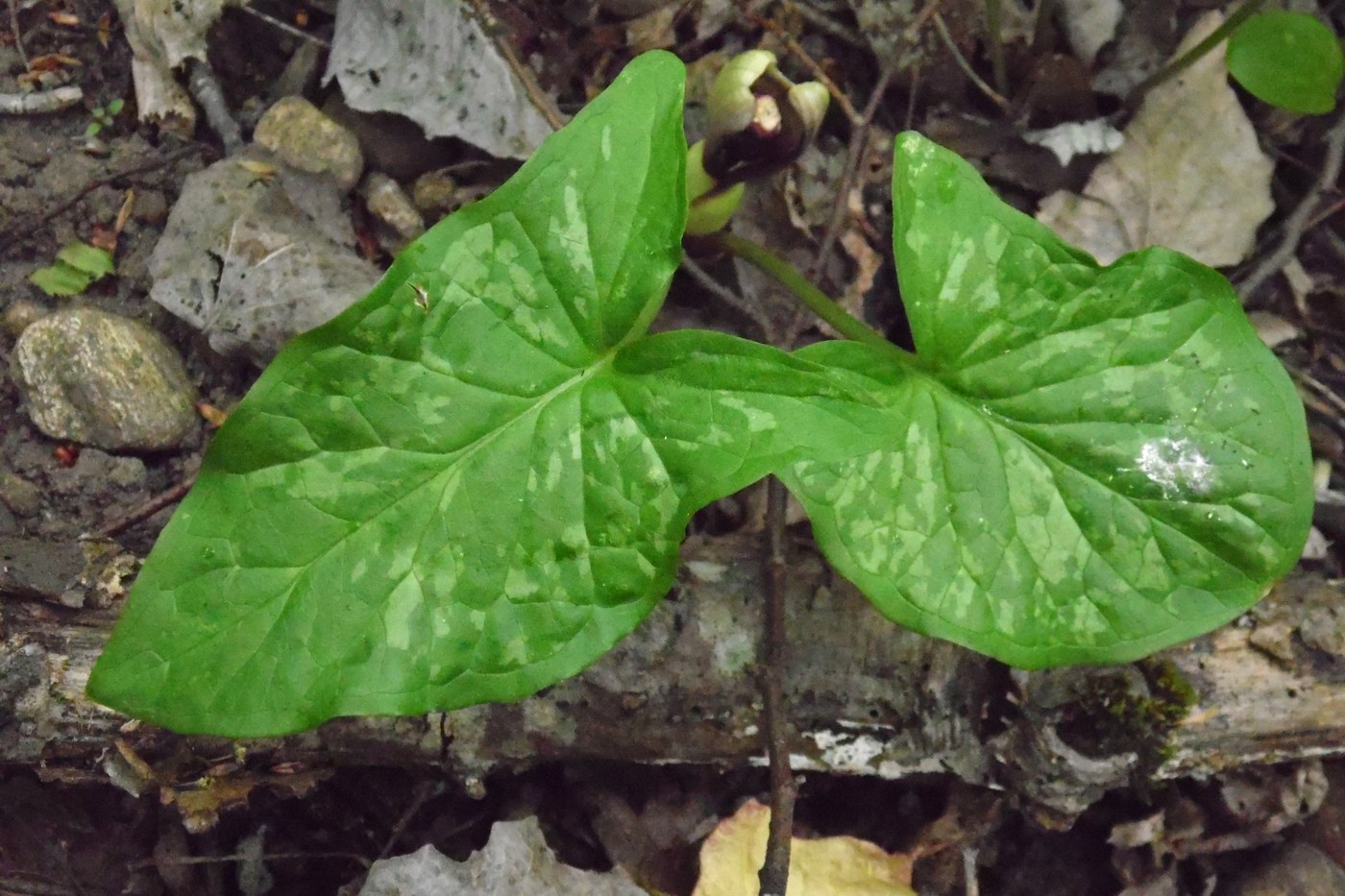 Изображение особи Arum maculatum.