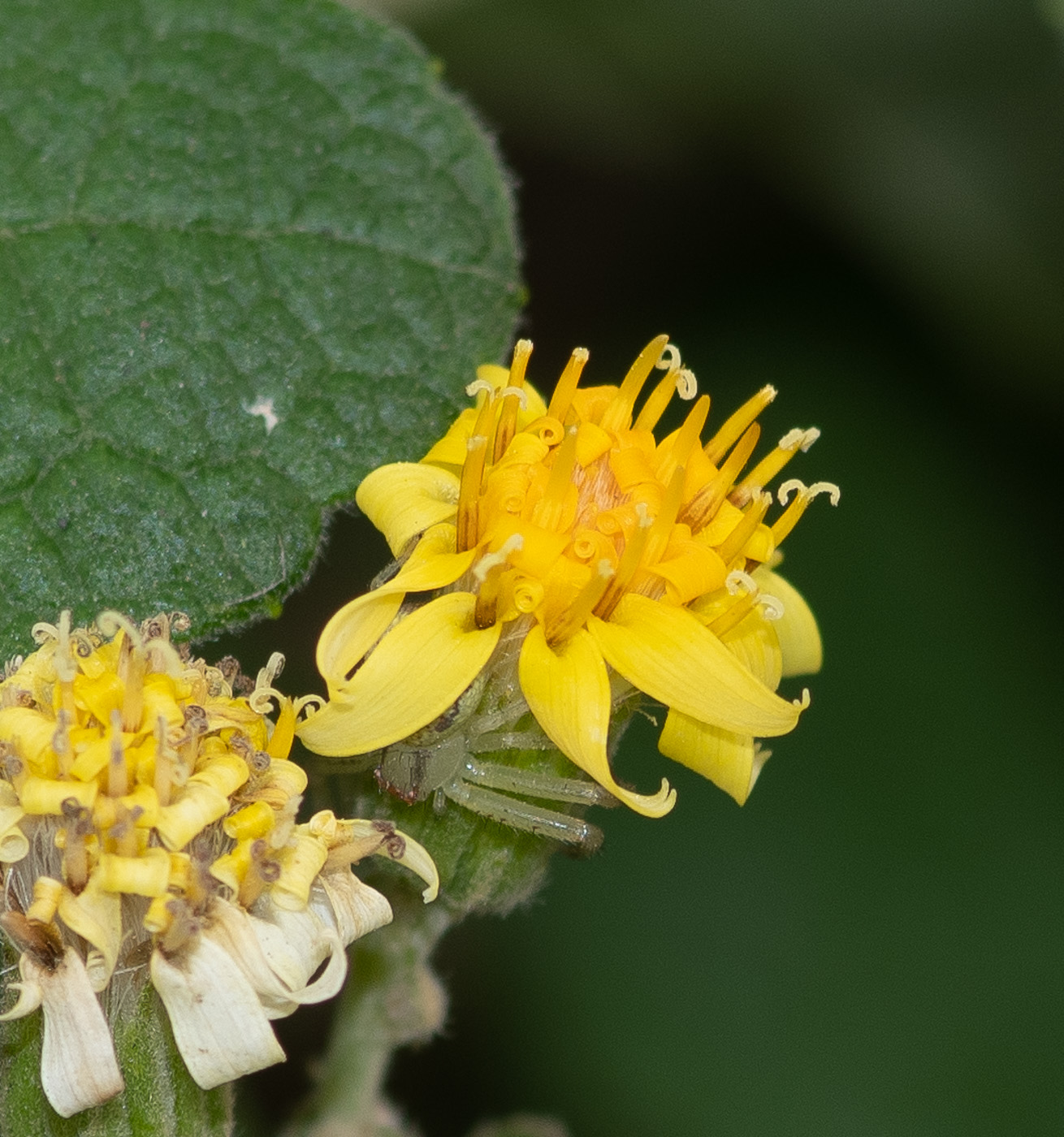 Изображение особи Jungia paniculata.