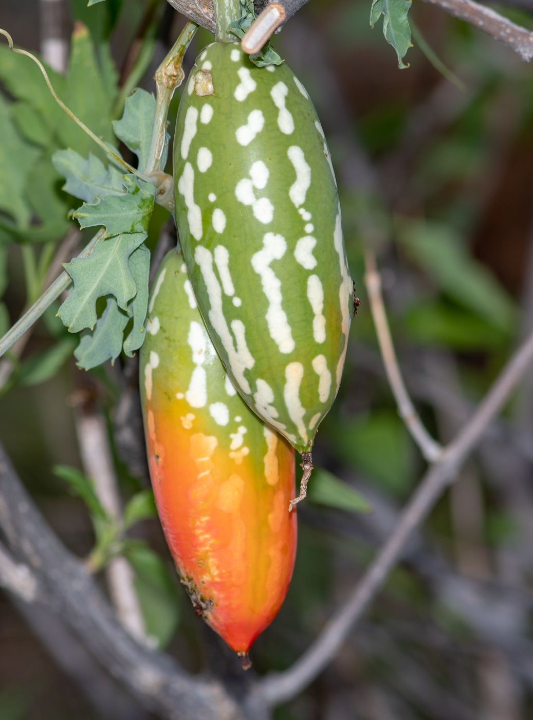 Изображение особи Coccinia sessilifolia.