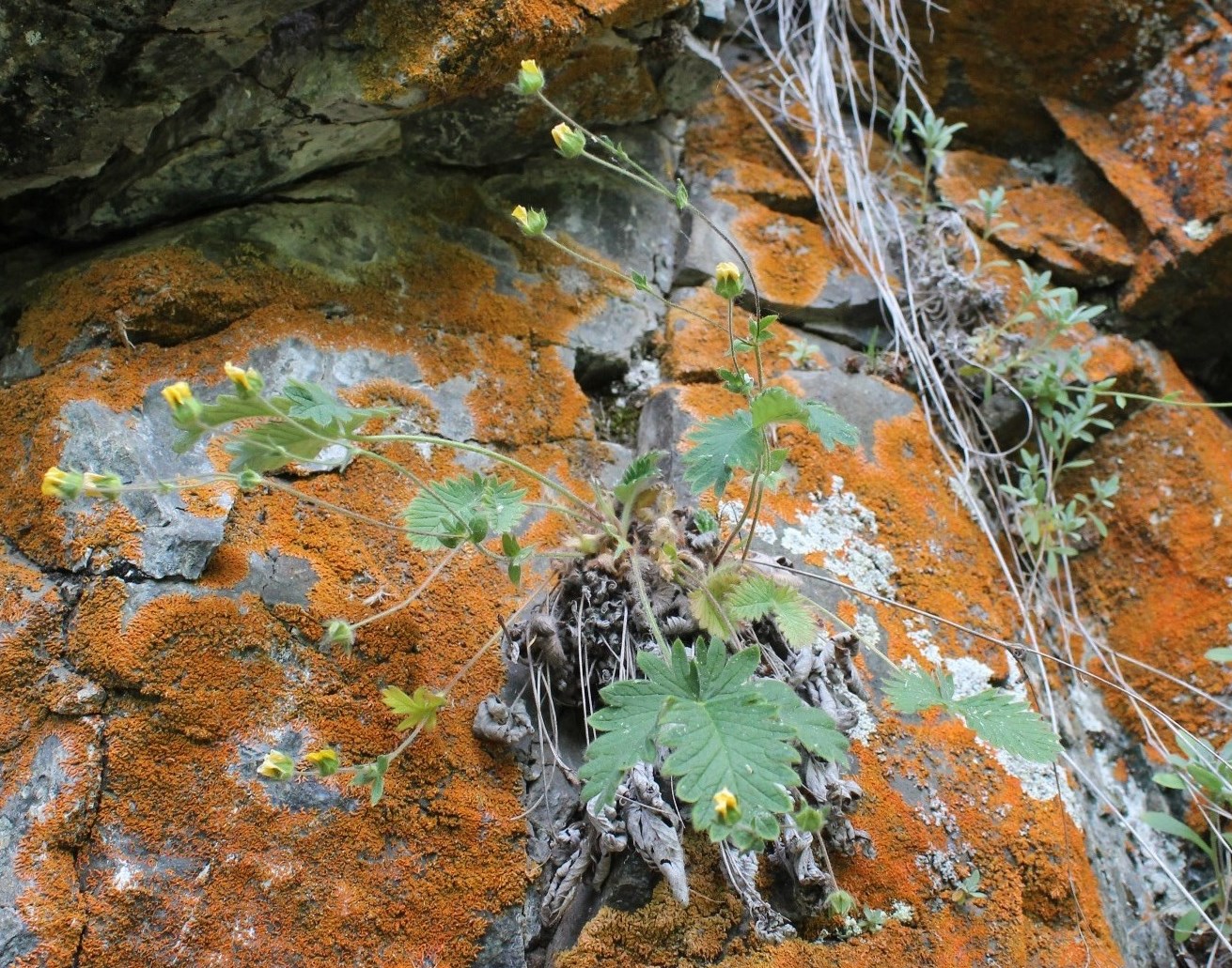 Image of Potentilla jacutica specimen.