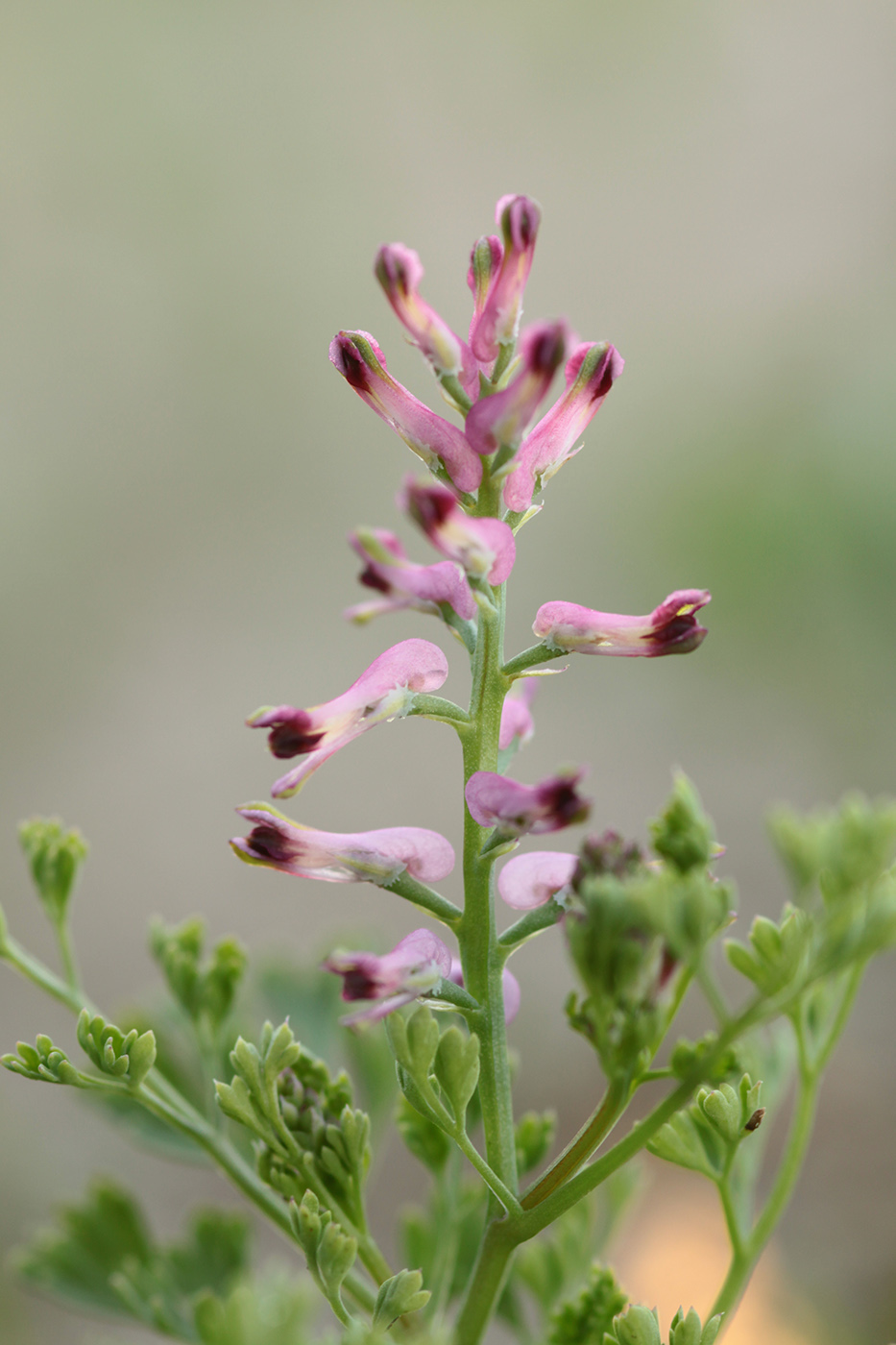 Изображение особи Fumaria officinalis.