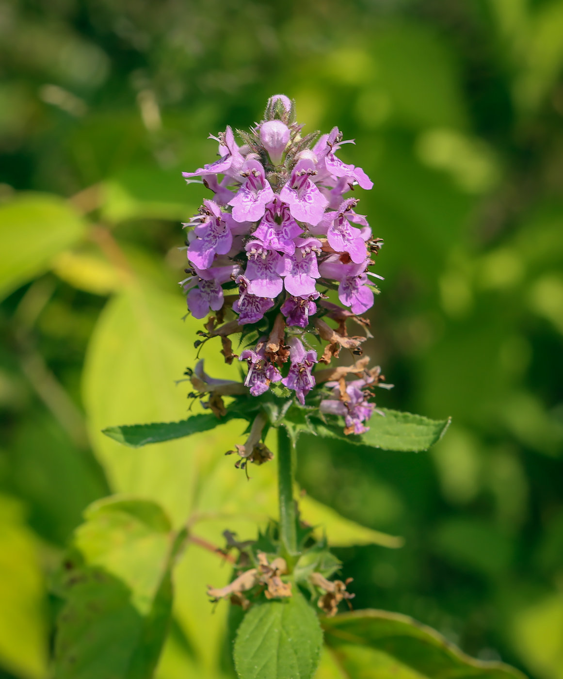 Изображение особи Stachys palustris.