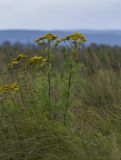 Tanacetum vulgare