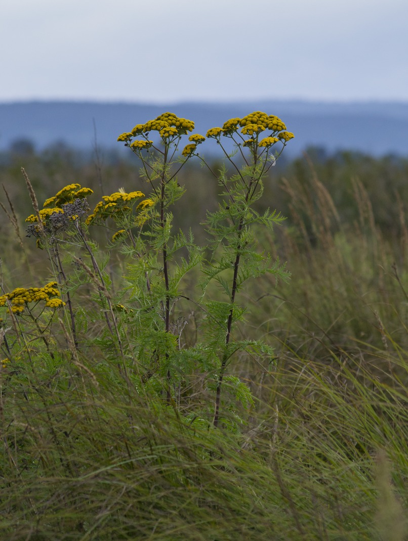 Изображение особи Tanacetum vulgare.