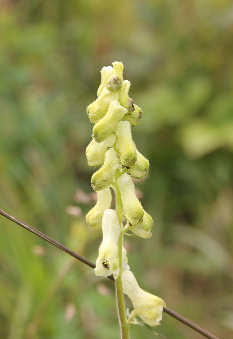 Изображение особи Aconitum krylovii.