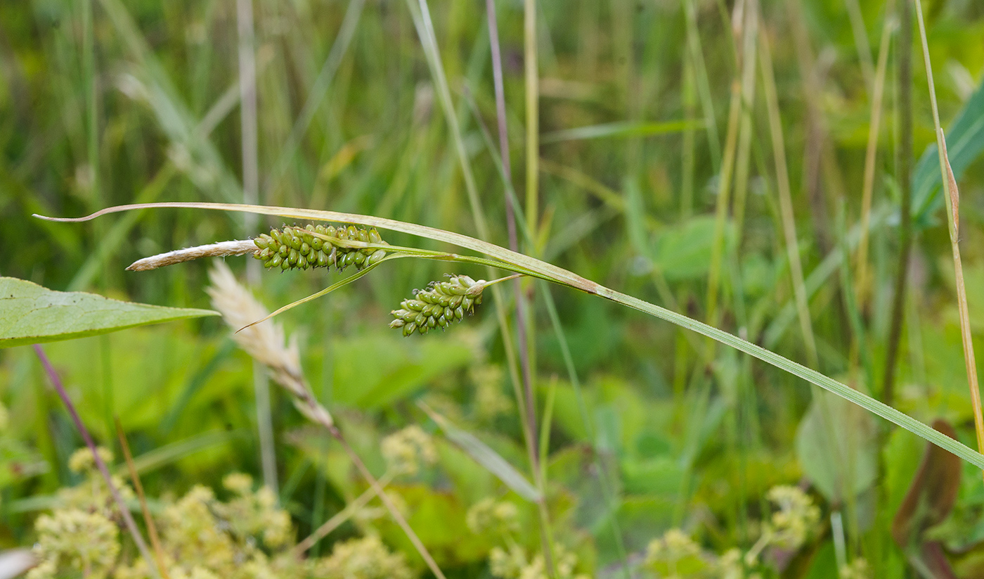 Изображение особи Carex pallescens.