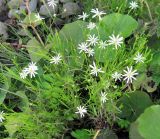 Stellaria palustris. Цветущие растения. Архангельская обл., Вельский р-н, окр. пос. Усть-Шоноша, берег р. Вель. 10 июля 2010 г.