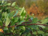 Salix dshugdshurica. Часть ветви. Магаданская обл., окр. г. Магадан, нижнее течение р. Магаданка, в разреженном ивняке. 11.09.2018.
