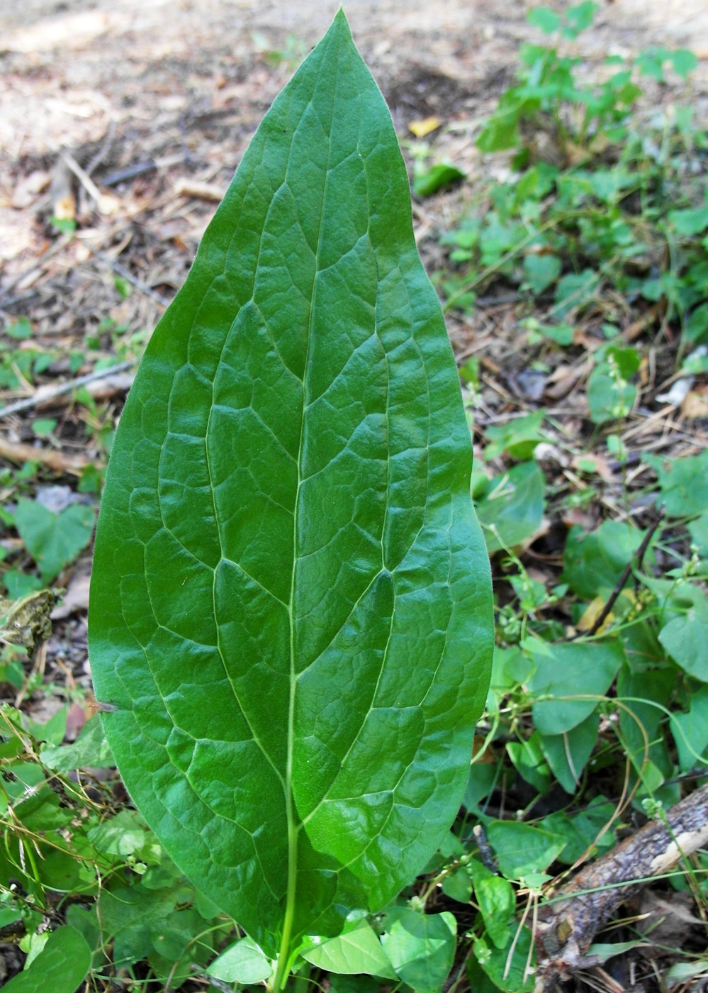 Изображение особи Cynoglossum officinale.