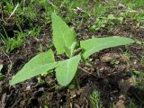 Atriplex sagittata