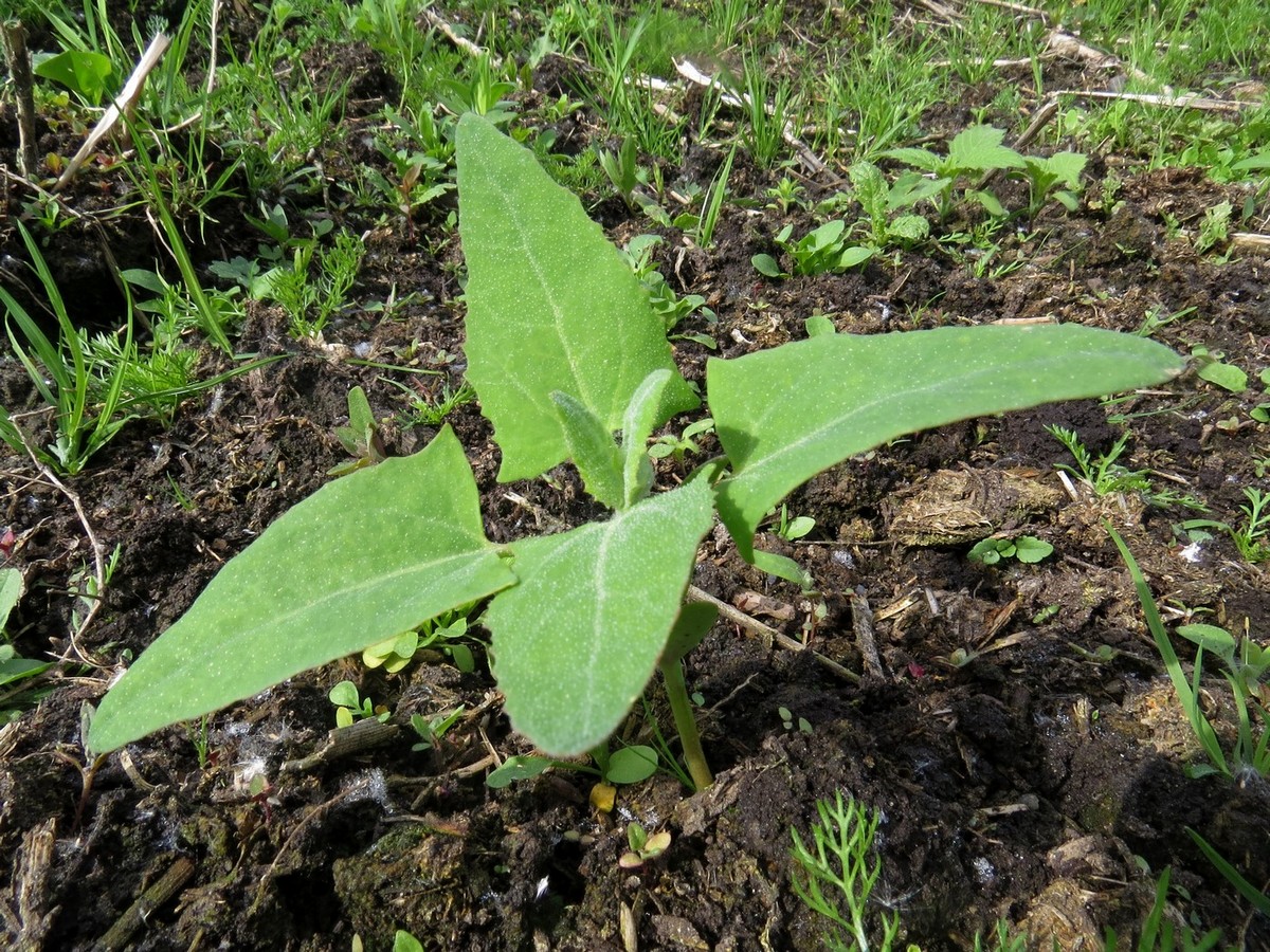 Изображение особи Atriplex sagittata.